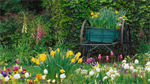 Fond d'cran gratuit de Fleurs - Jardins numro 63802